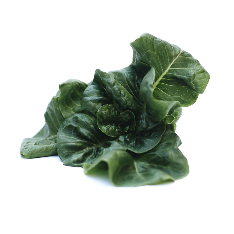 Buttercrunch Lettuce Space Farms